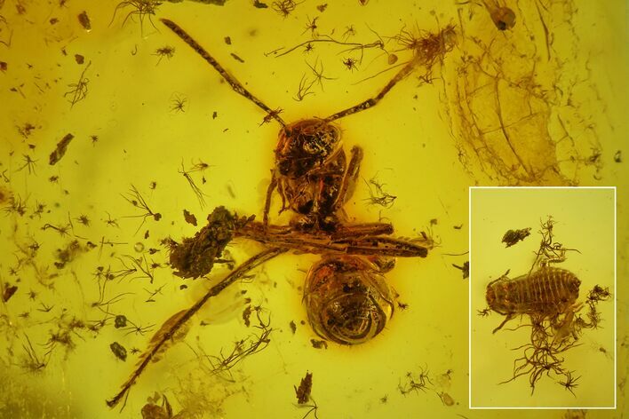 Large Fossil Ant, an Aphid and Wood Splinters in Baltic Amber #166234